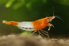 10 1 Orange Rili - Freshwater Neocaridina Aquarium Shrimp. Live Guarantee