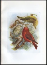 1917 H.E. Dresser Birds of Britain Original Antique Bird Print Bullfinch