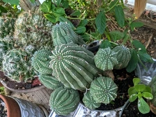 Euphoria Obesa Multiple Fácil de Cuidar Cactus  Se Envía Sin Tierra