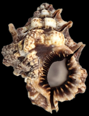Bursa Lamarckii - 61.72 mm - Large- Gorgeous Choice