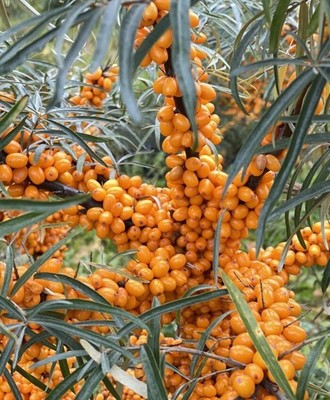 Sanddorn 50 Samen (Hippophae rhamnoides) - winterharter Heilstrauch