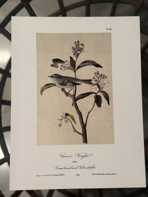 J.J. Audubon Curvier's Kinglet Lithograph Print Nature Birds Art Unframed