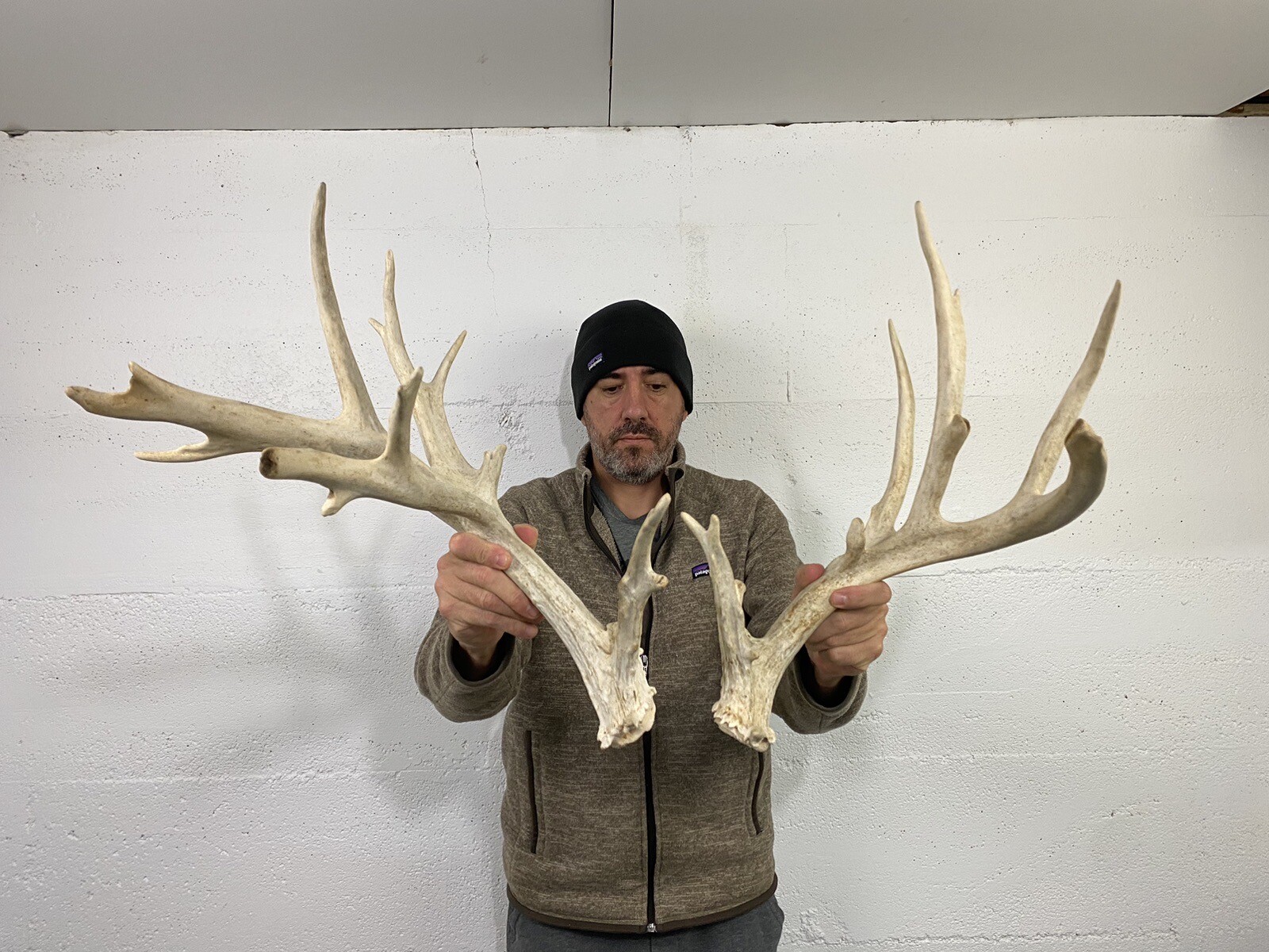 205” Set Whitetail Deer Sheds Antlers Taxidermy Mount Cabin Decor Buck