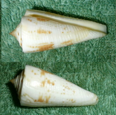 RFM 4659 Philippines Conus tribblei Walls 1977 45mm Mactan Island, Cebu Philippi