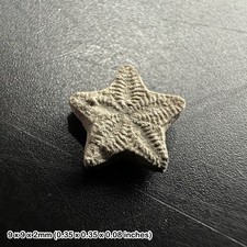 Crinoid star fossil - tidmoor point, dorset, oxford clay, jurassic period