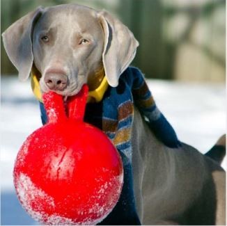 Jolly Pets Tug-N-Toss 6 Zoll roter Gummiball mit Griff für Hunde - 2er-Pack - Bild 2 von 7