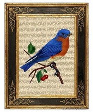 Eastern bluebird Art Print on Vintage Book Page Home Office Wall Hanging Decor