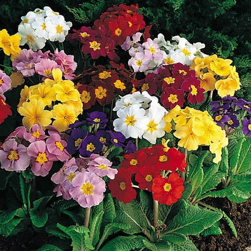 80 POLYANTHUS PRIMULA CROWN EXHIBITION MIX SEEDS - MIXED COLOURS - Picture 1 of 4