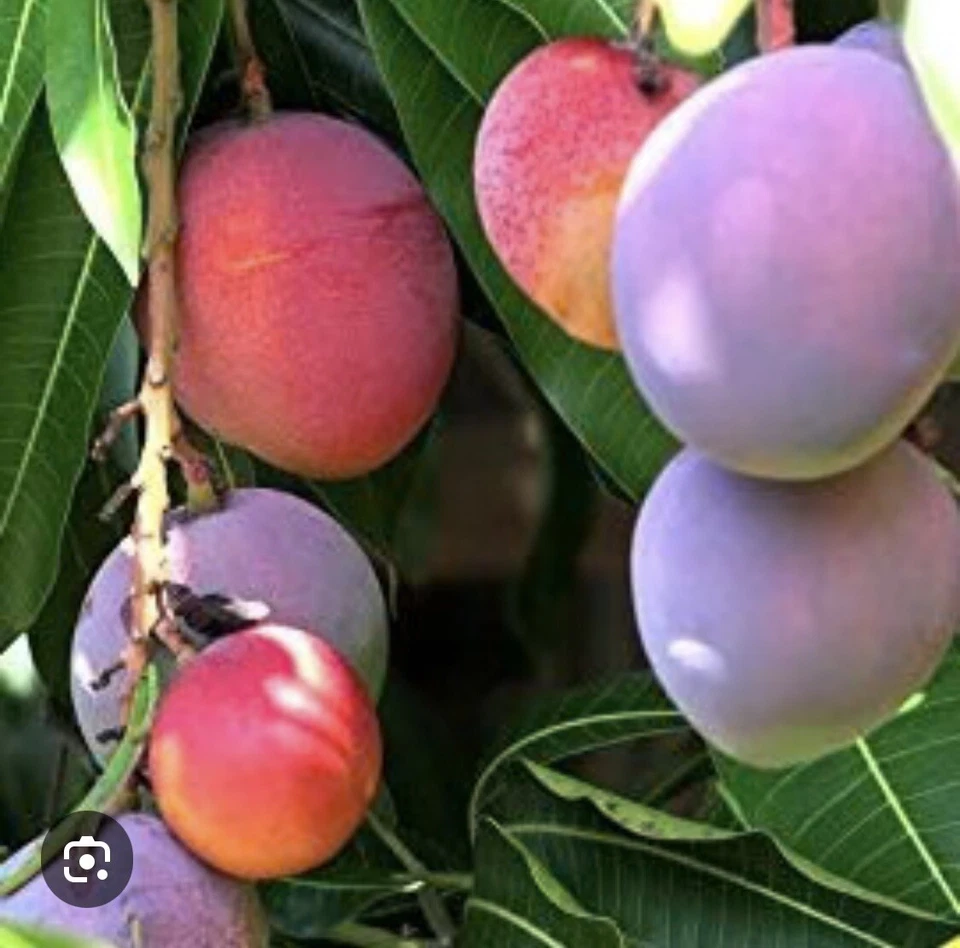 Mango Palmer Tree - Image 3 of 4