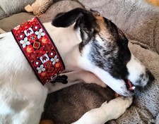 Collier lévrier galgo,greyhound,saluki,whippet, barzoi, azawakh, Irish, podenco