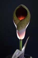 Amorphophallus dracontoides (1 SEED) Very Rare African species Corpse Flower