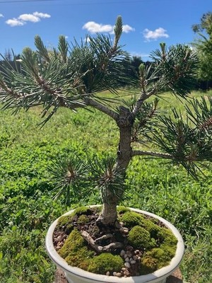 Japanese Black Pine 'Kotobuki' Cork bark Bonsai | eBay