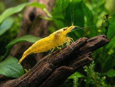 24k Yellow Neocaridina Shrimp Live Freshwater Shrimp