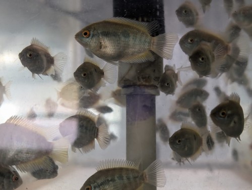 Rainbow Cichlid 2", Live fish, Tank bred - Picture 3 of 5