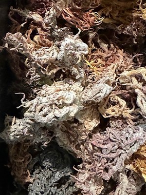 Whole Leaf Sea Moss 1 lb | Raw Wild Crafted Superfood - B GRADE