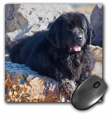 3dRose USA, California. Newfoundland lying with sandy paws. MousePad