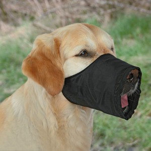 black dog muzzle