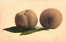 A Beautiful Illustration Of Two Peaches With Leaves On Side Art Postcard