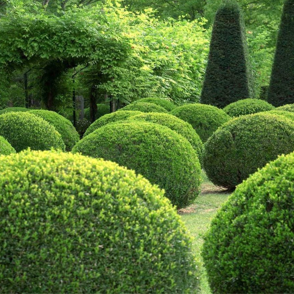 Box Hedging Plants 20-40cm Buxus Sempervirens Dense Evergreen Hedge Potted  | eBay