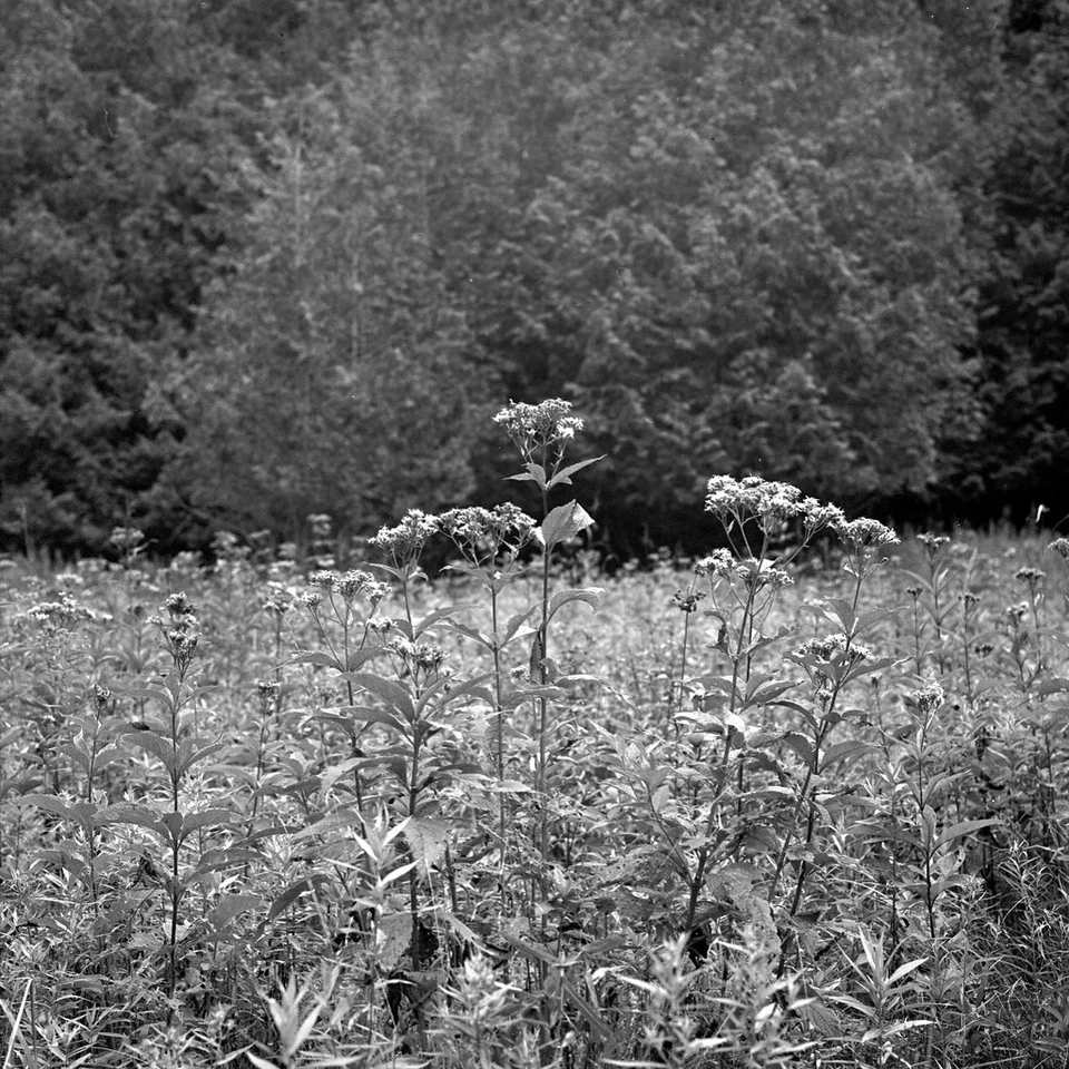 Photographers Formulary Pyrocat HD Film Developer (Dry) Makes 10 Liters #01-5080 - Image 4 of 4