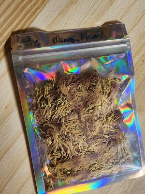 Dried Mimosa Flowers