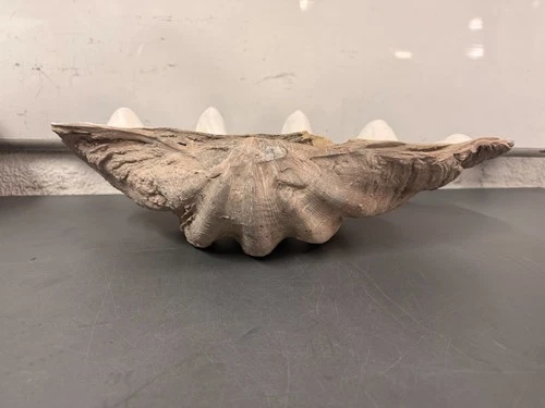 Uttermost Handmade Clam Shell 22-3/4" Wide Stone Accent Bowl # 19800 - Picture 12 of 12