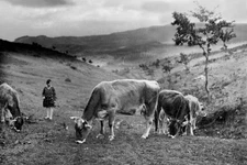 Pasture San Baronto Tuscany Italy 1920 Old Photo