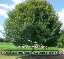 Chinese Elm Tree – Ulmus parvifolia Live Plant in Quart Pot | Bonsai or Shade