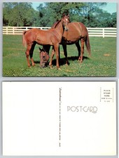 Chestnut Horses Pasture Postcard
