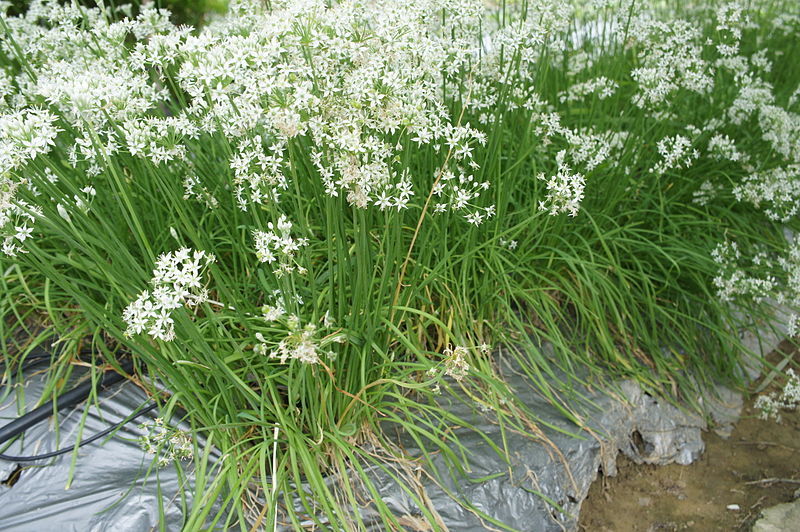 10.000+ Samen Knoblauchschnittlauch Schnittknoblauch - Allium tuberosum Großpack