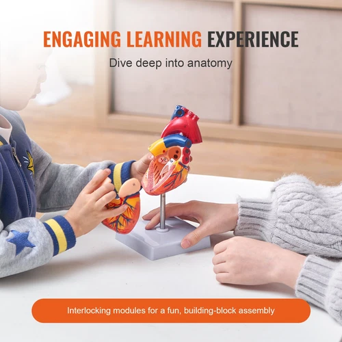 Human Heart Model, 2-Part 1:1 Life Size, Anatomically Accurate Numbered Anatomic