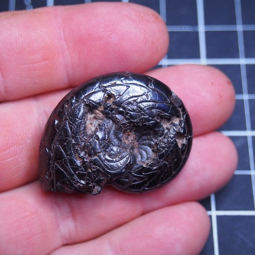 43mm Goniatite Hematite Devonian Fossil Ammonite 1865 - Picture 7 of 9