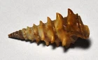 SHELLS - POTAMIDIDAE - FUSCATUS F. RADULA - 34mm