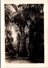 Vintage 1940s Black White Military Soldiers Palm Tree Photograph 3x5