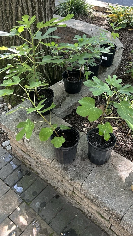 8 Celeste Fig Tree Cuttings, Early Producer, SM-Med Fruit Fantastic Berry Flavor - Image 4 of 4