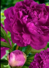 Peony  Paonia (LD) 'Victoire de la Marne' 1.5 ltr pot Free Delivery
