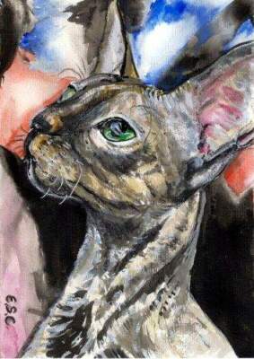 H.Schmidt katze*Conny*gato cat dvd Rasse Cornish Rex tierheim original aquarell