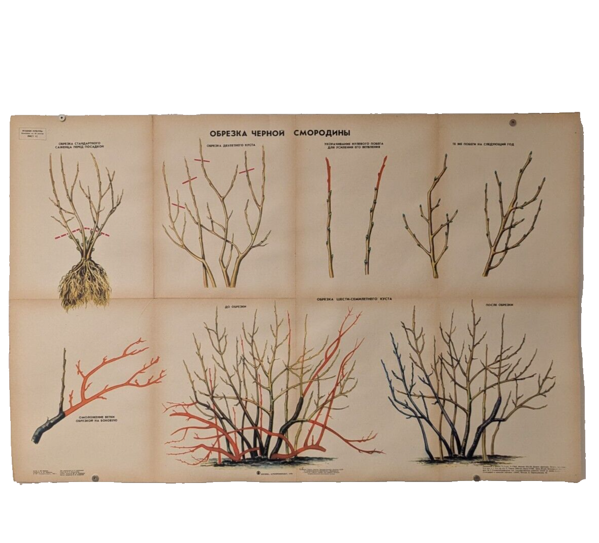 🌻 Plant Vintage Poster 1985 🌿 Soviet Boho Style 🌳 pruning blackcurrant