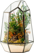 Terrario Stabilizzato Hyde in Vetro Forma Diamond, Completi Di Fiori E Muschi St