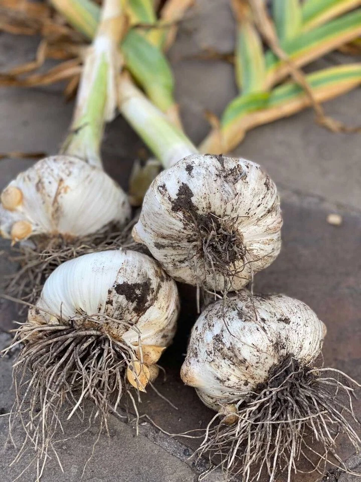 elephant garlic plant 100 large seeds - Image 4 of 4