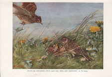 Stampa Vintage Di Uccelli ~ Allodole Maschio E Femmine Nel Nido Con I Pulcini