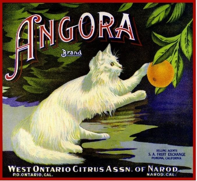Ontario Narod Angora White Cat Kitten Orange Citrus Fruit Crate Label Art Print