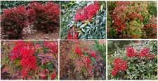 Red Nandina Shrub   Red Berry Perennial Bush   25 Seeds USA Seller