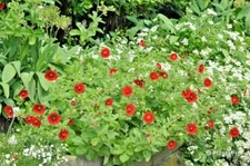 101+PONTENTILLA SCARLET CINQUEFOIL Seed Native Perennial Compact Flowering Shrub