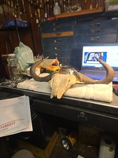 Horned Buffalo Skull Cap
