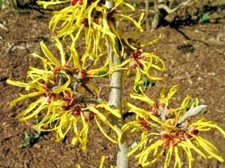 10 HARLOW CAR WITCH HAZEL SEEDS -Hamamelis � intermedia
