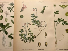 Illustration 1886 Pictures Lithograph Flora Botanica Flower Plant Fruit Antique