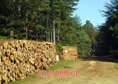 FOTO BAUMFÄLLUNG BEIM KURVENSCHIESSEN IM RITTERWALDEINSCHLUSS 2007