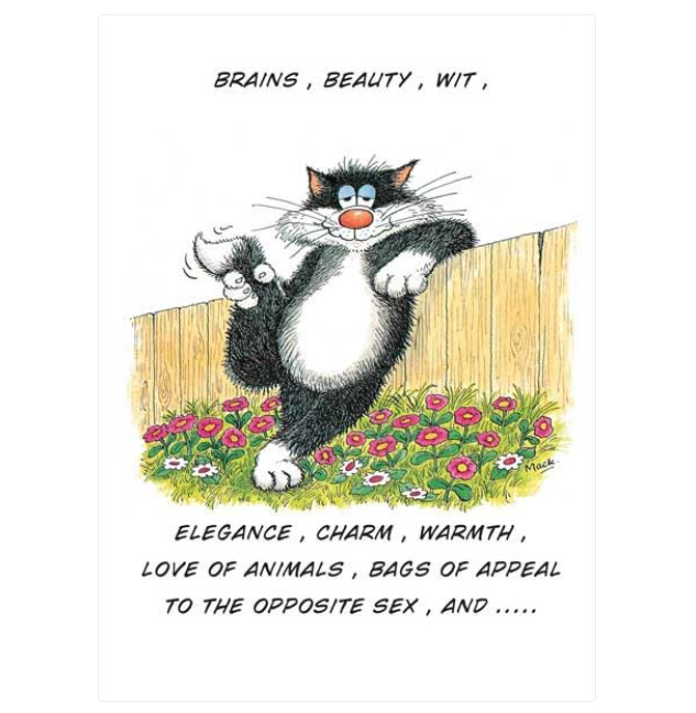 Birthday Card Funny Cat Lover, Cat Owner, Silly Funny Birthday Card.