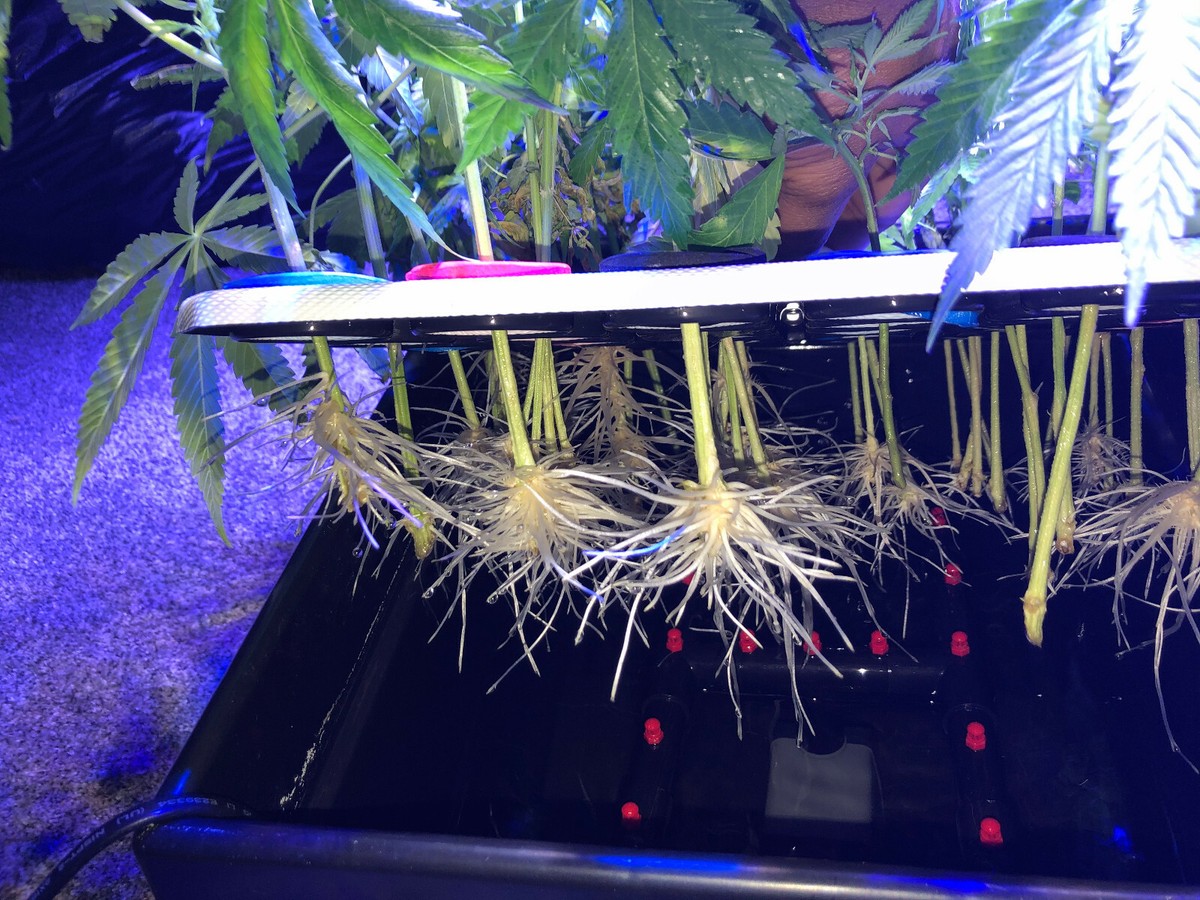 2 - CLONE KING 64 SITE AEROPONIC PLANT CLONING MACHINE CLONE CLONER CLONING